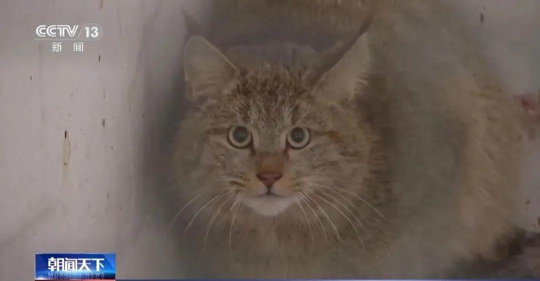 透视社晓万物这喵星人竟是濒危物种