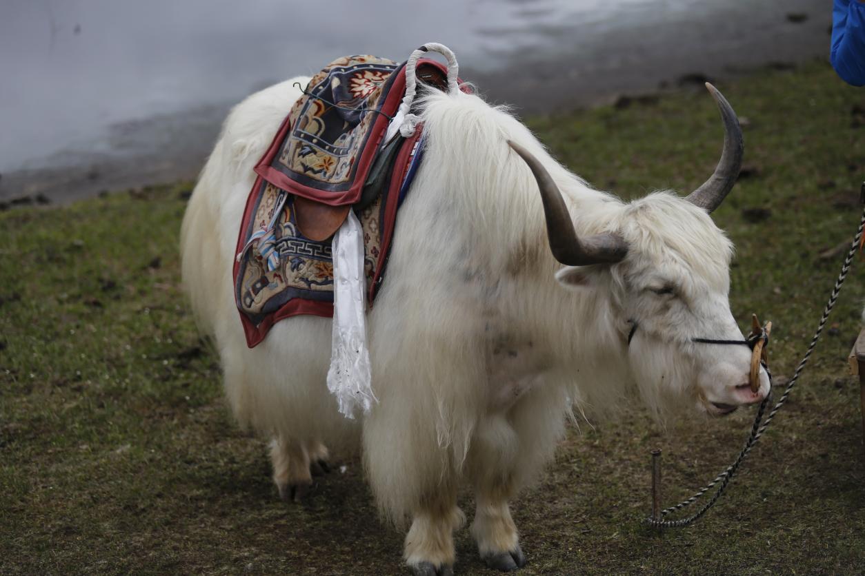 普达措国家公园的牦牛梅里雪山纳帕海7.
