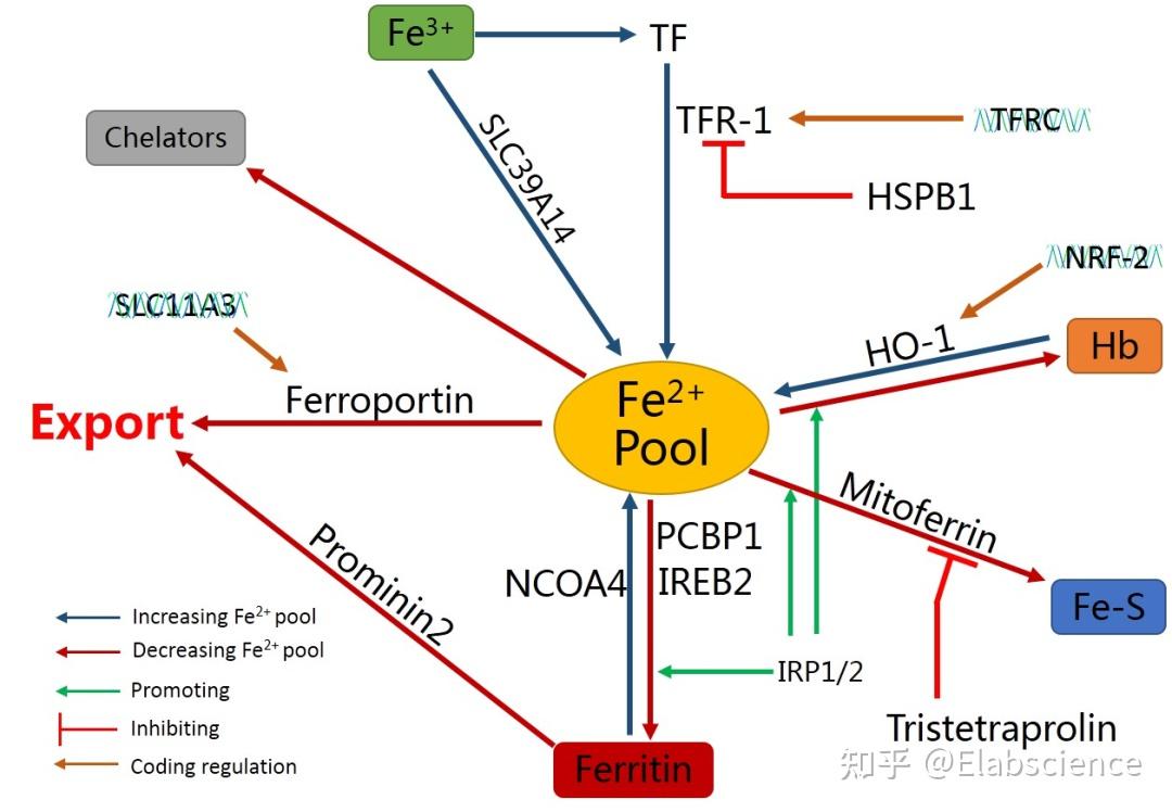 “过犹不及”——铁代谢对铁死亡的调控 - 知乎