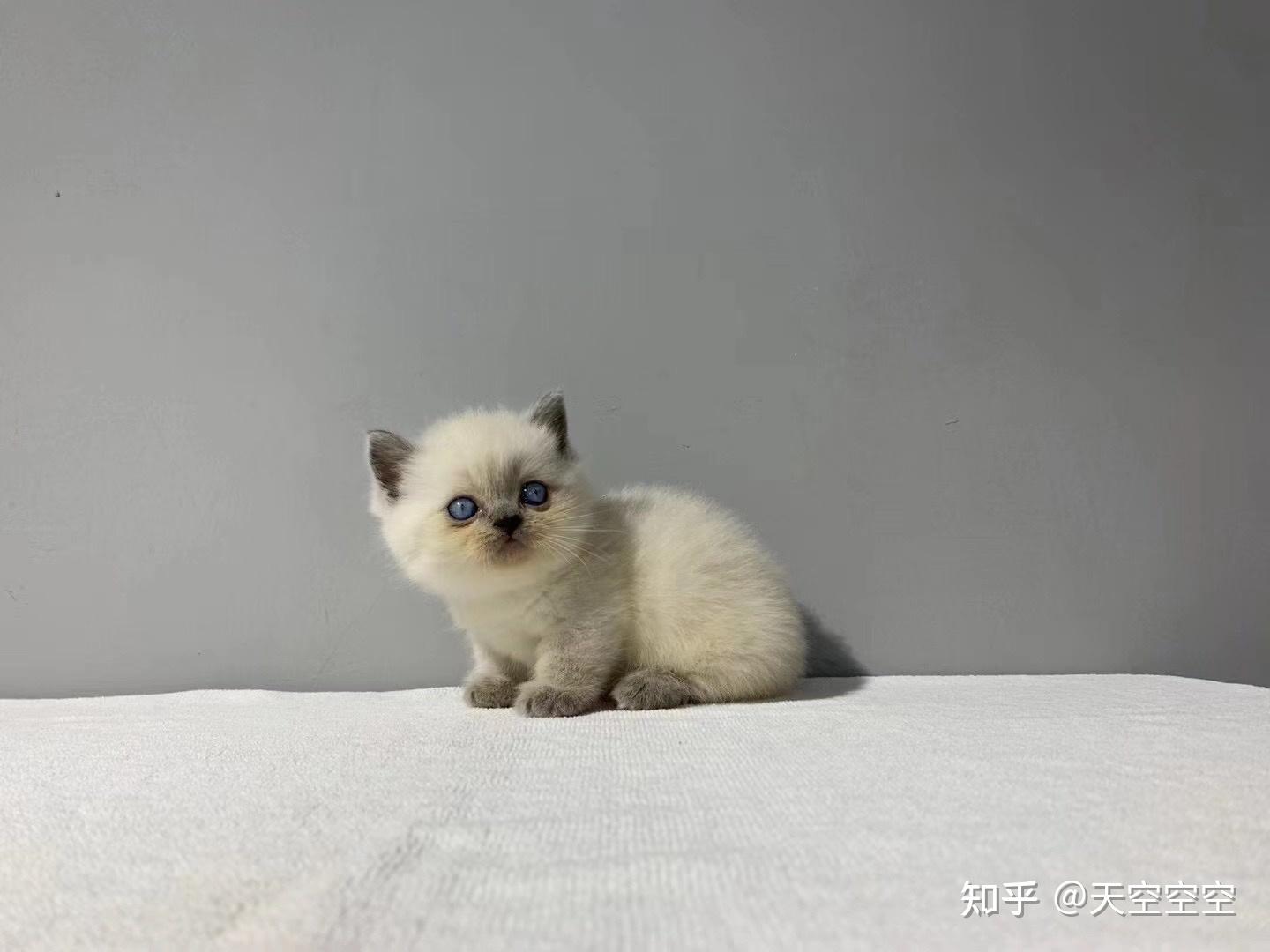 重点色英短曼基康这个品相多少钱