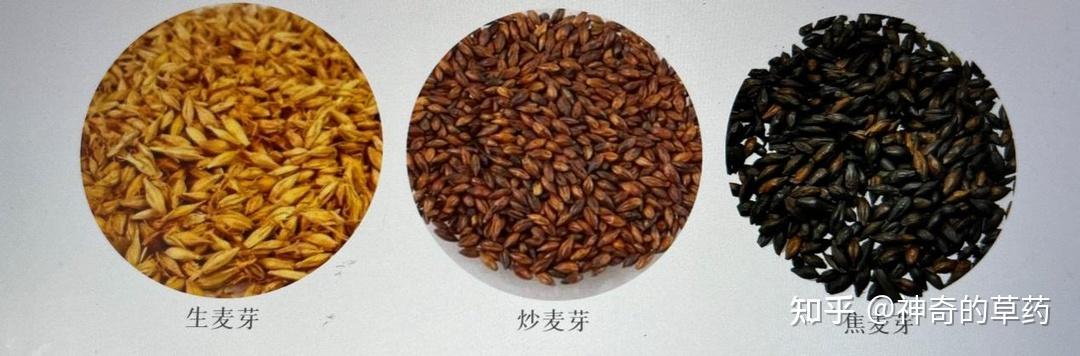 生麦芽、炒麦芽、焦麦芽,功效各不同 - 知乎