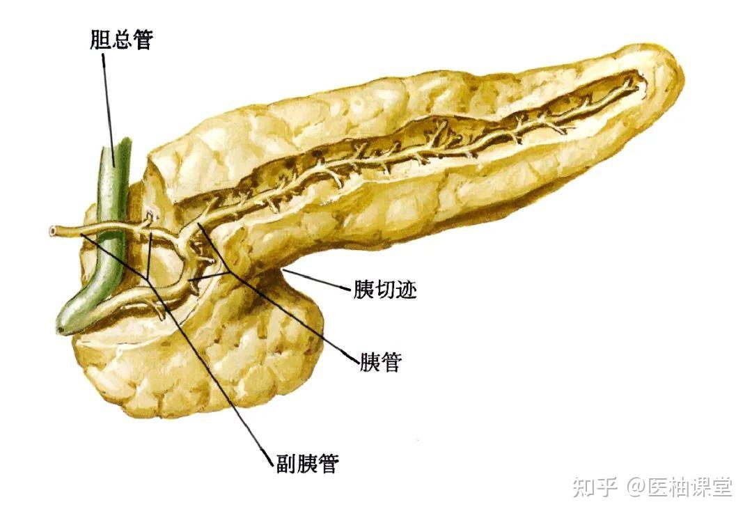 位置,分部与毗邻胰位于腹上区和左季肋区横过第1,2腰椎前方,居网膜囊