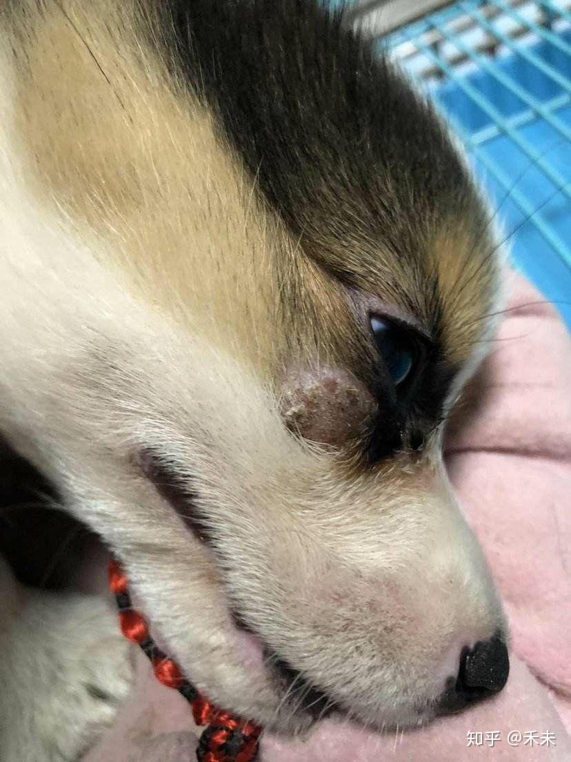 宠物皮肤病之真菌感染