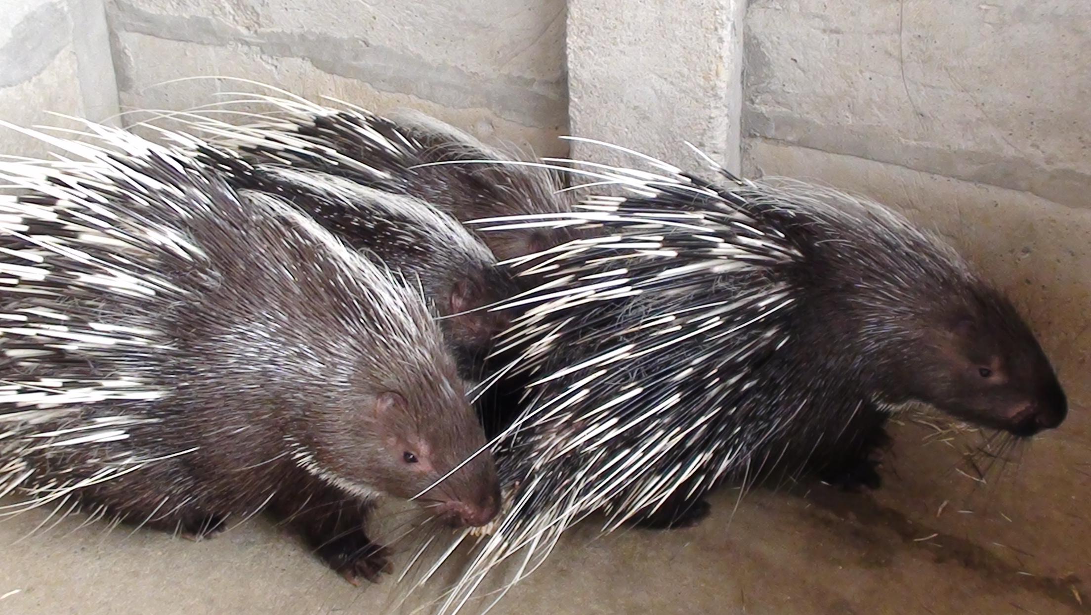 稀有珍品豪猪枣