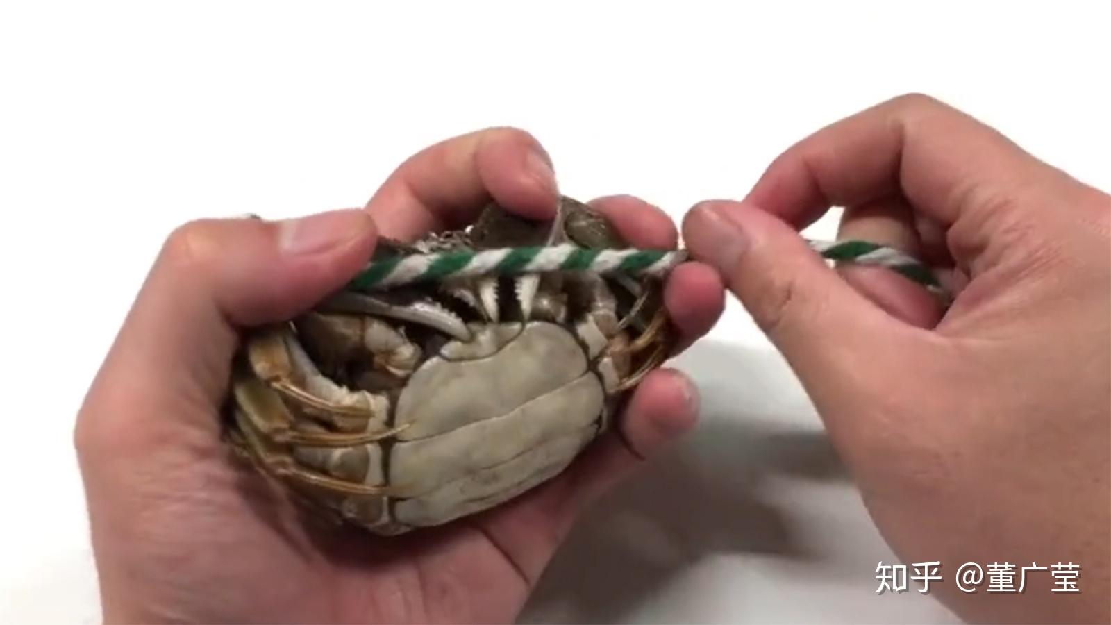 活蹦乱跳的螃蟹横行无忌,大钳子容易伤人,图文详解如何绑螃蟹?