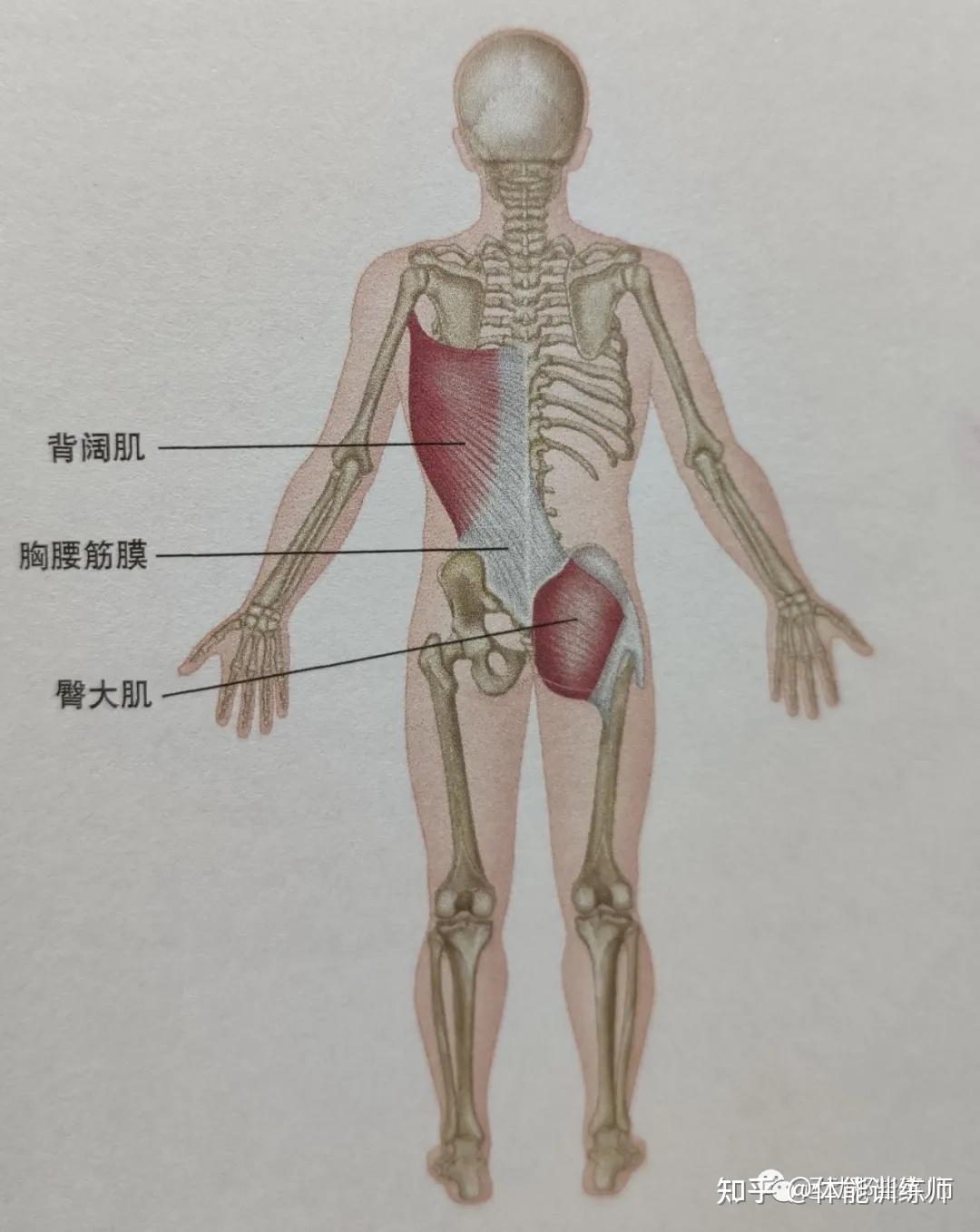 人体筋膜链中有一条后斜链(先了解人体的基础解剖)臀部如何导致肩颈