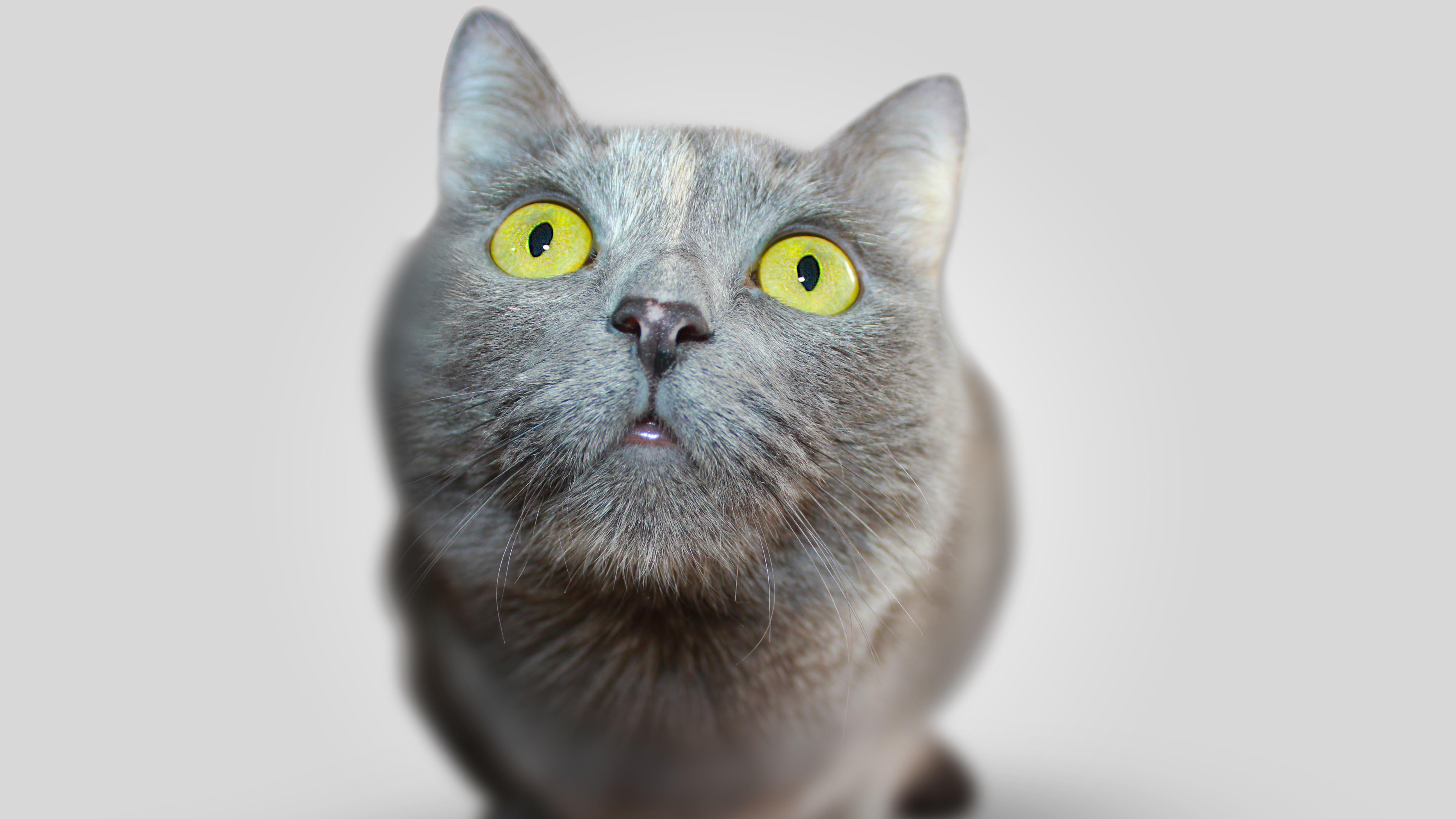 毛发光滑的猫眼写真-欧莱凯设计网