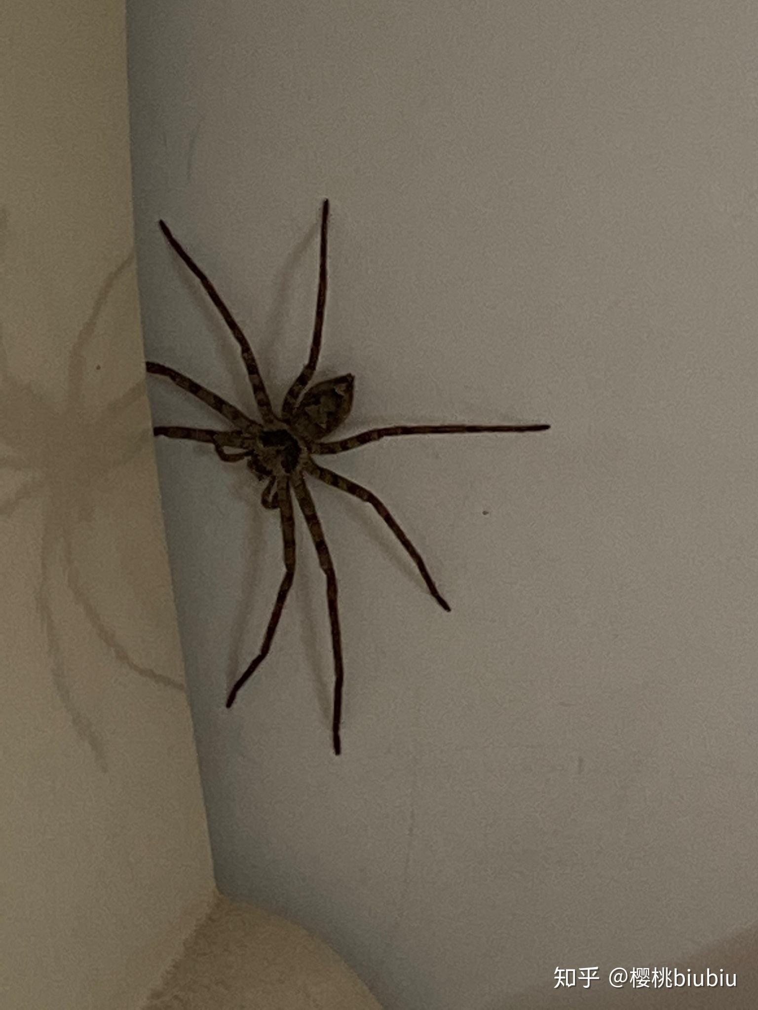 卧室里的大蜘蛛