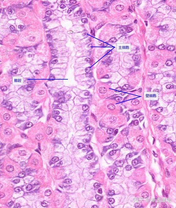 组胚实验切片复习要点 - 知乎
