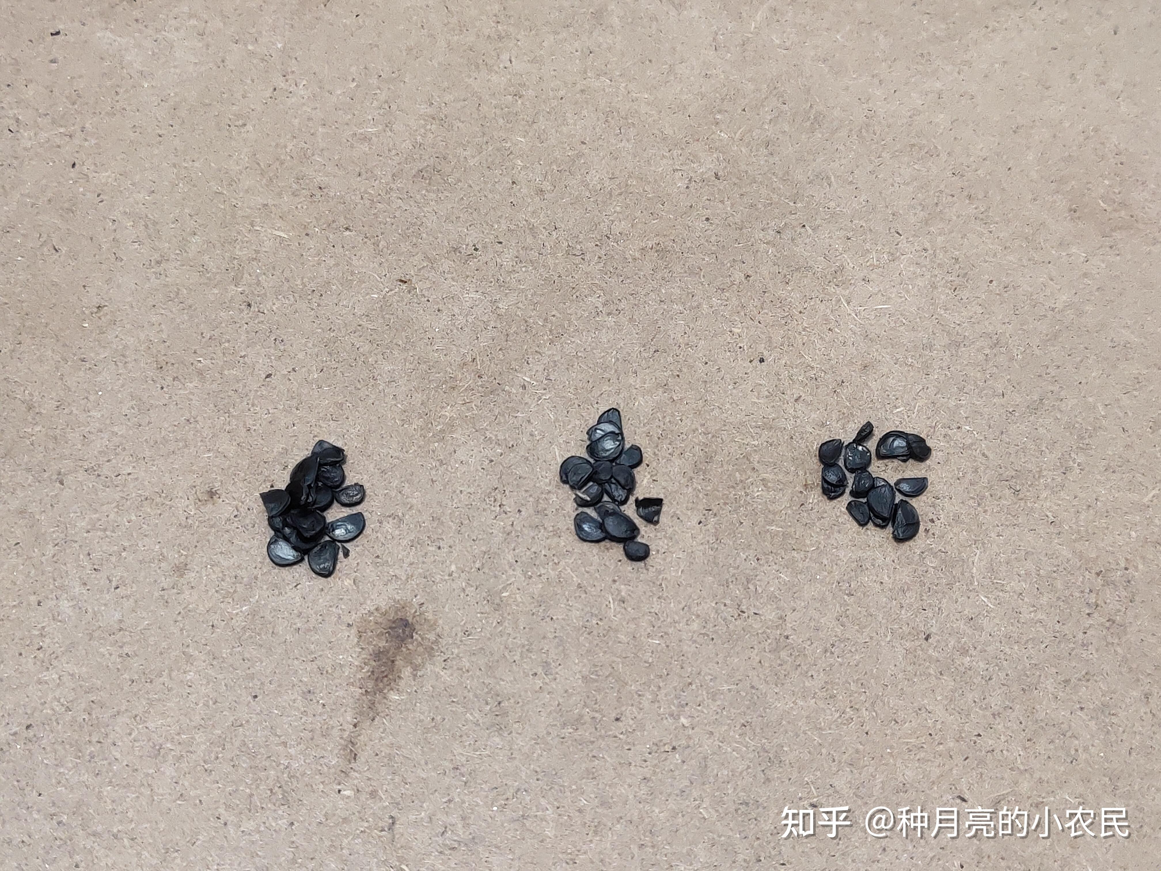 龙舌兰播种催芽三法