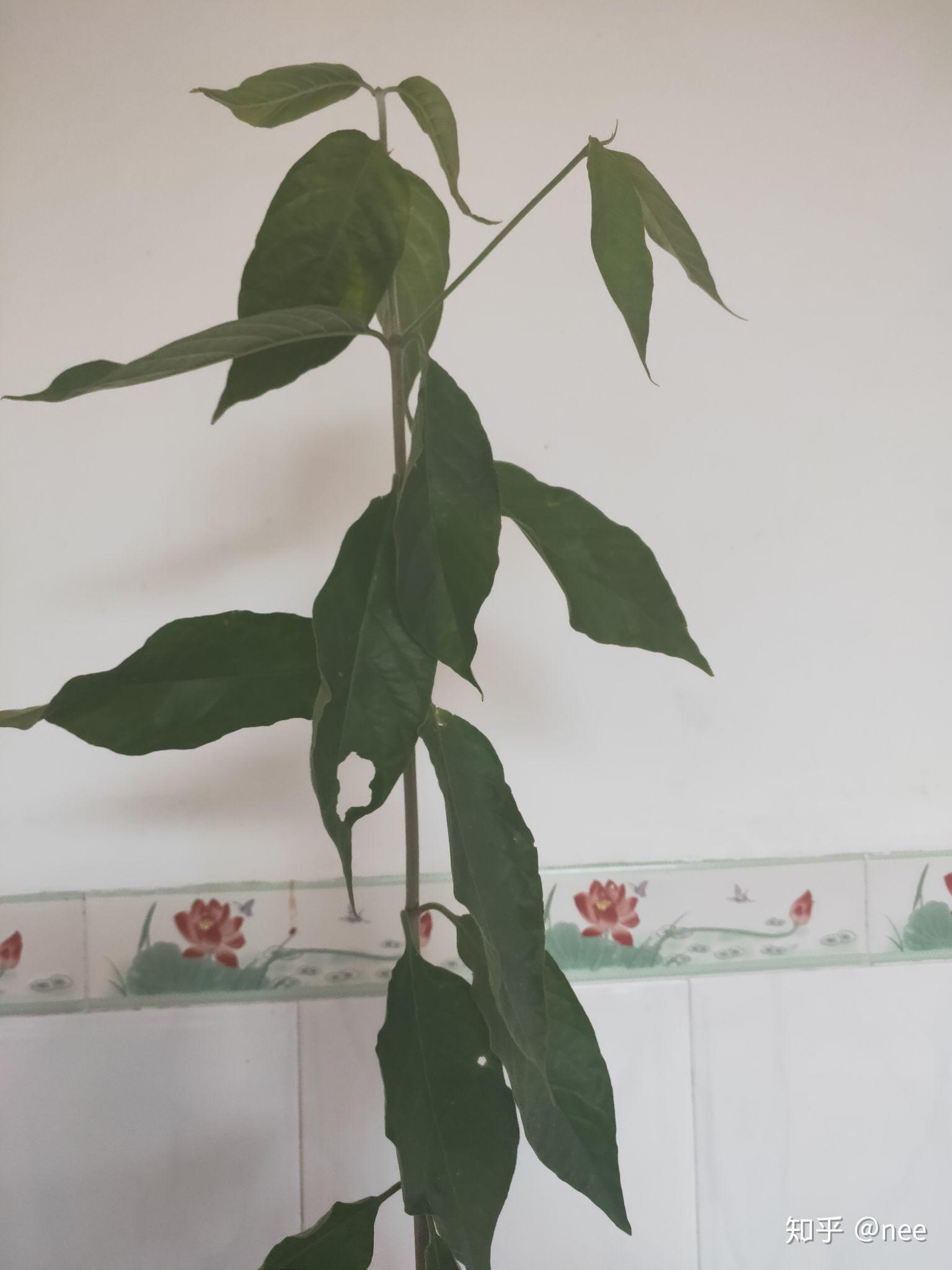 这个和白花鬼点火有点像,这个叫什么名