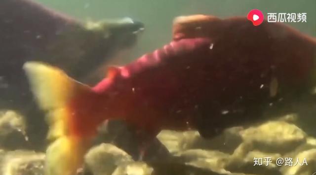 鱼多久会憋死 v2-2549828e11a14bf088e927bb4233b293_r.jpg