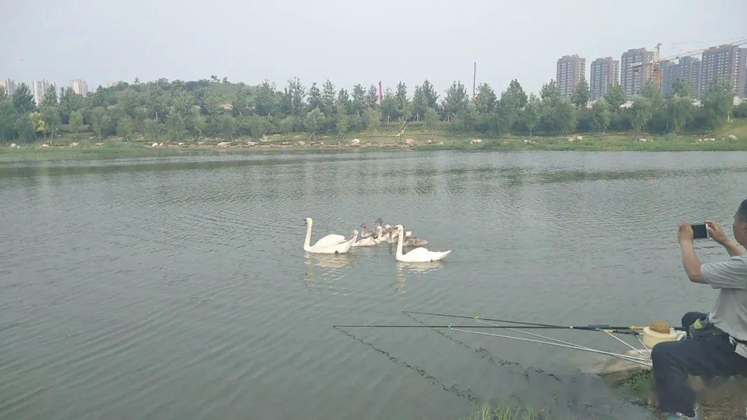 怎么回事郑州贾鲁河惊现大量死鱼钓友抛竿时有触电感