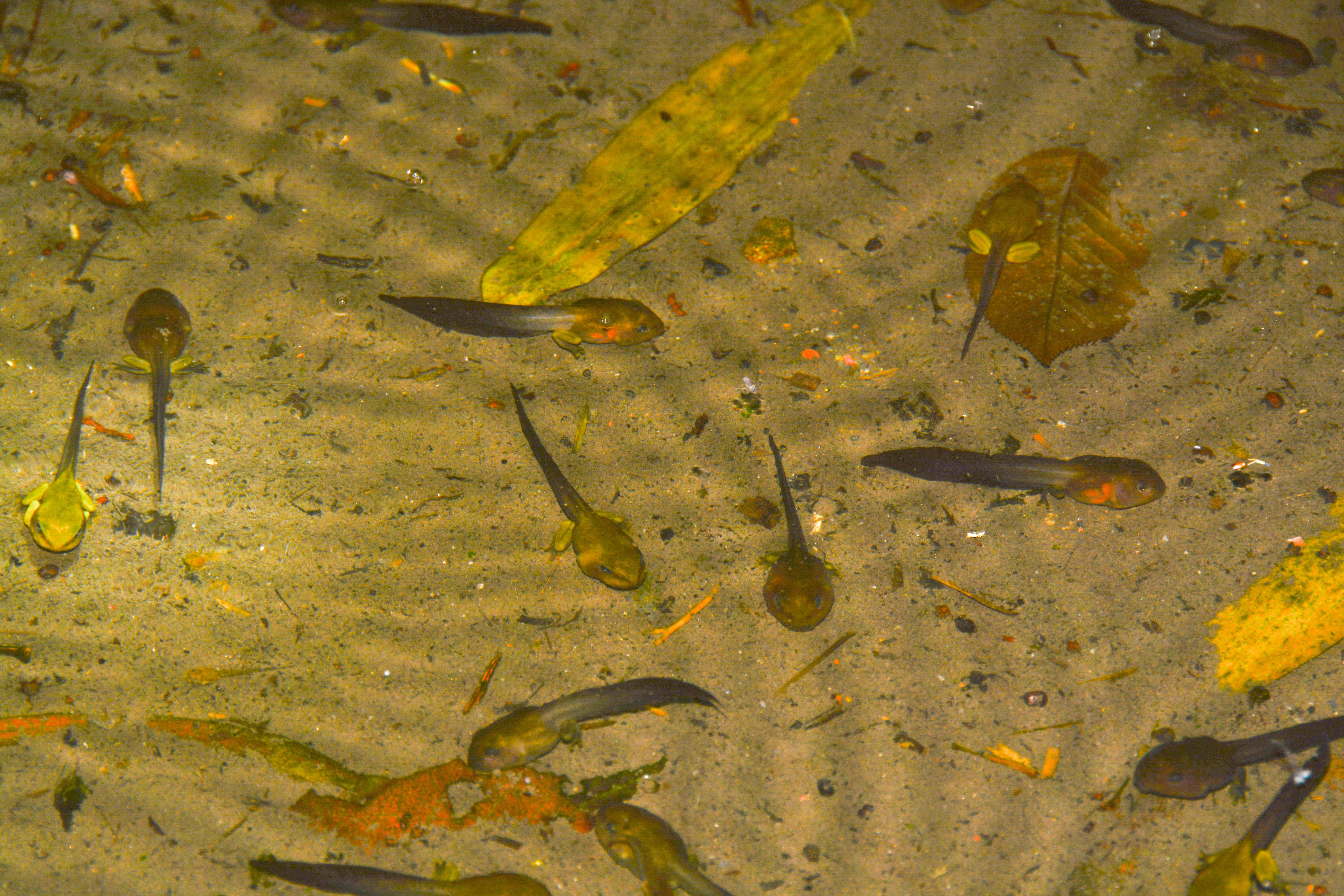 蝌蚪雨蛙虽然叫"蛙"但实际上它们更接近于蟾蜍,雨蛙的肩带与蟾蜍相同