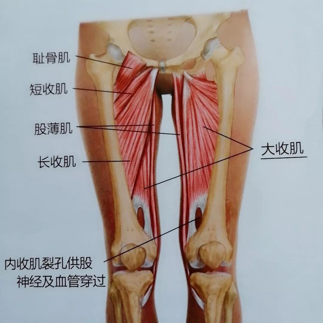 髋关节内旋肌图片