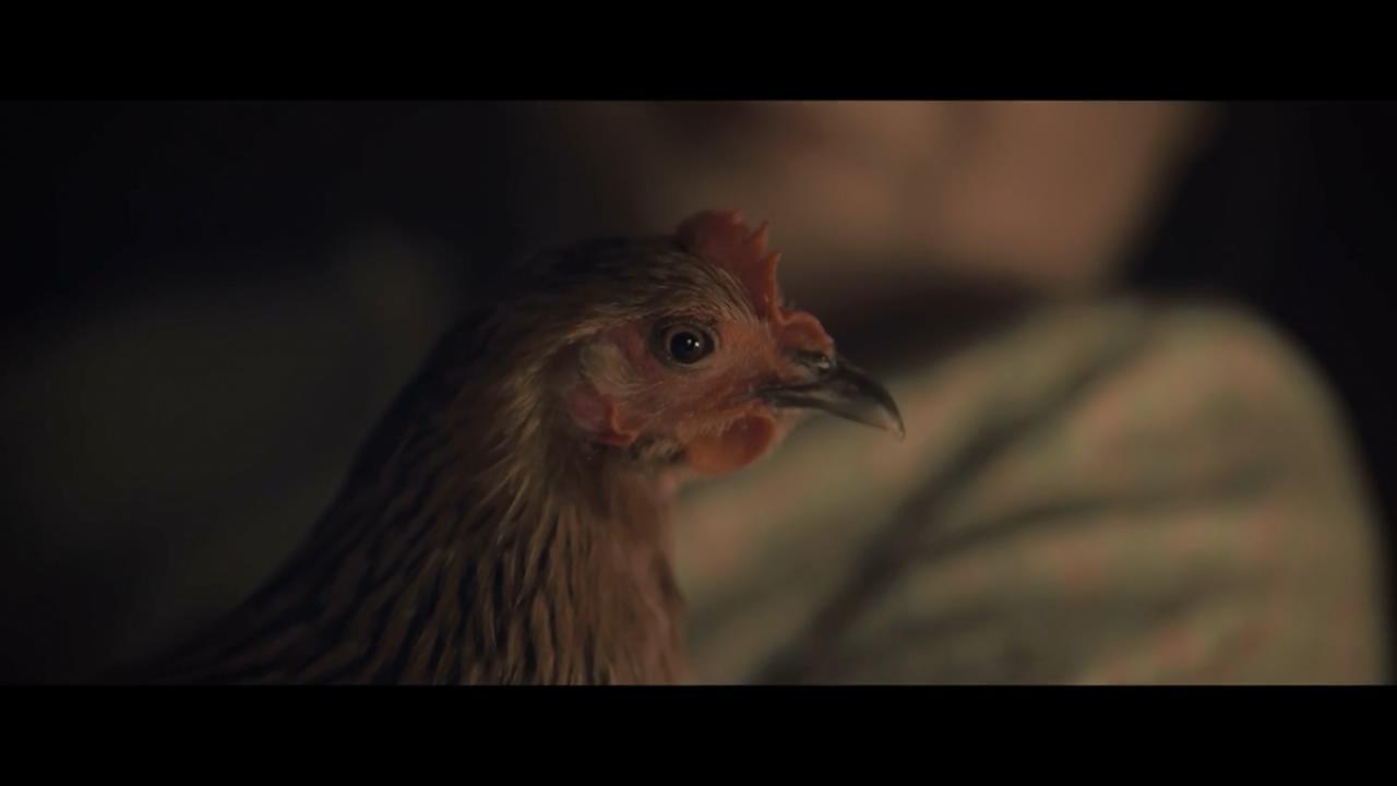 不显山不露水的获奖佳片母鸡