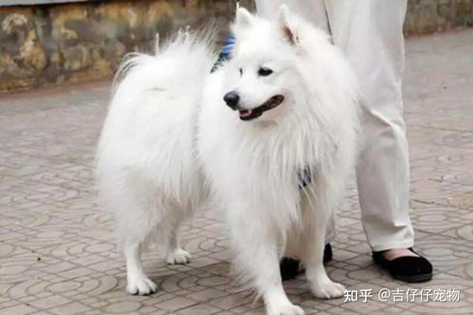 能面　狐　犬 五种长得像狐狸的狗狗，你知道哪几种？ - 知乎