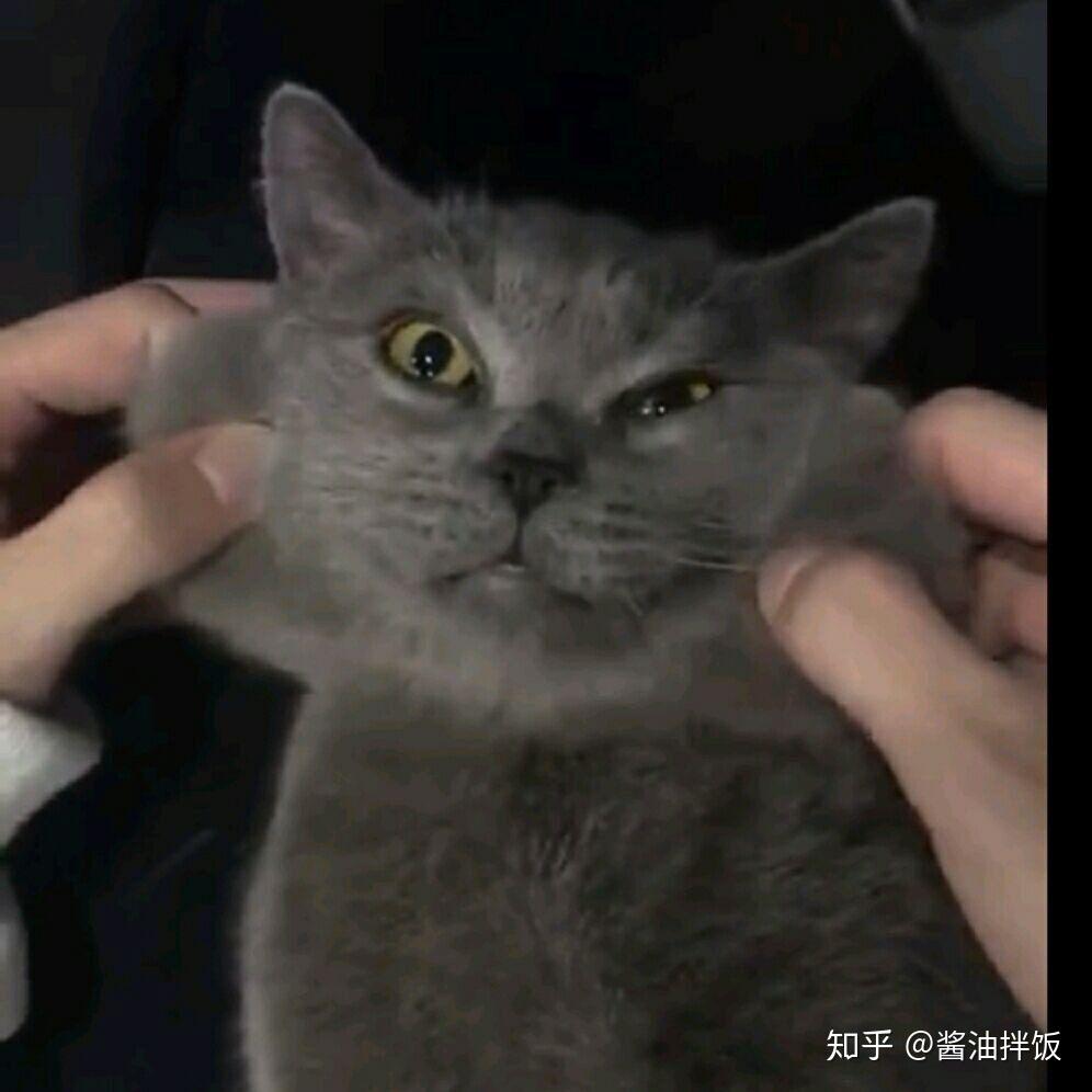 网传QGhappy的cat(猫神)与Yang(老杨)即将转会