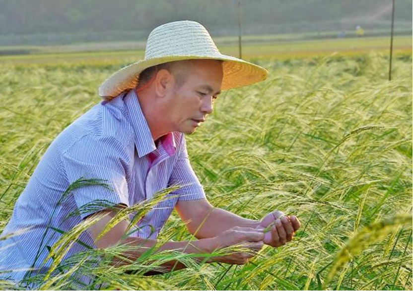 謎之謎海水稻豐收中國飯碗裝上新口糧