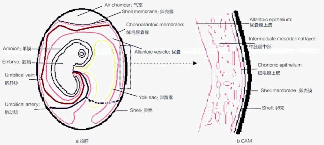 科科有谱 | 基于鸡胚绒毛膜尿囊膜的化妆品眼刺激安全性评价 - 知乎