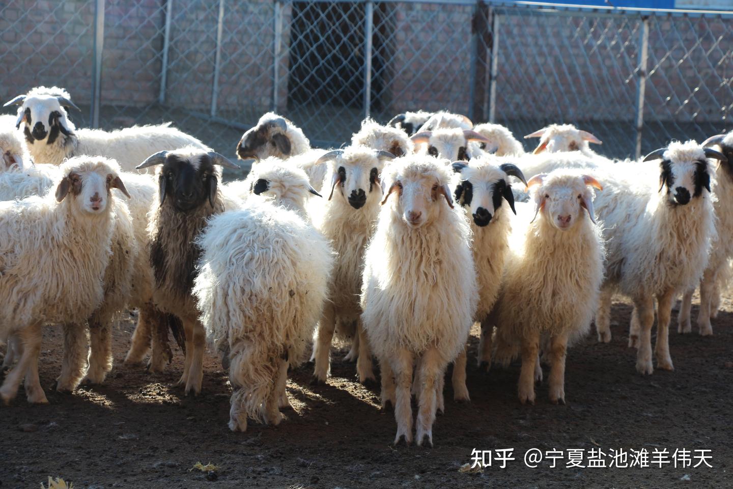 如何买到正宗宁夏盐池滩羊 - 知乎