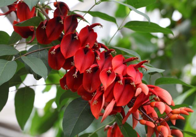 鲜艳夺目的象牙红鸡冠刺桐