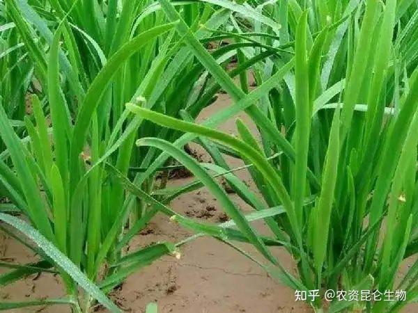 韭菜種植預防病蟲害的有效措施韭菜防病抗線蟲如何管理