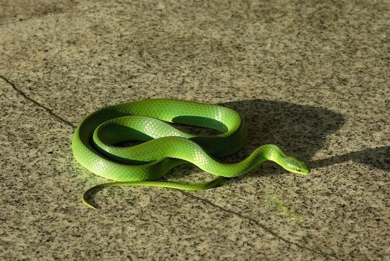 其中有毒的種類為竹葉青蛇屬(trimeresurus)的所有物種以及綠林蛇