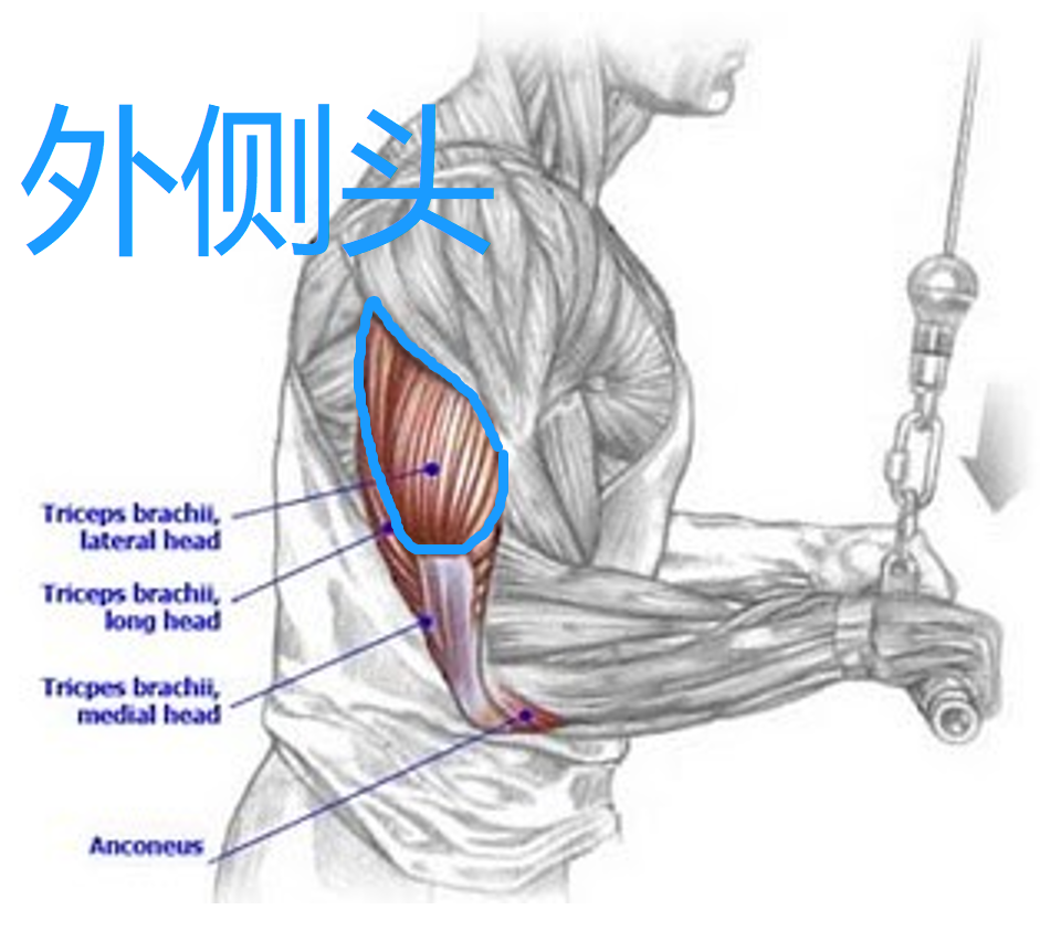 直杆软绳臂屈伸