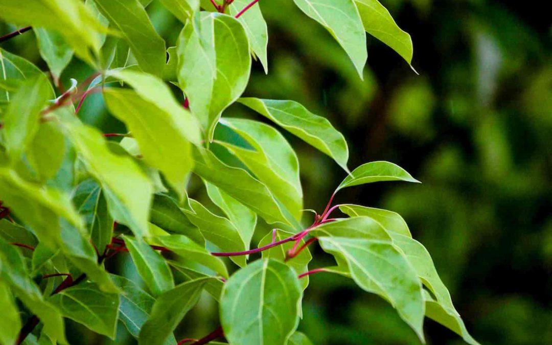 罗文莎叶桉油樟精油的化学成分及功效研究