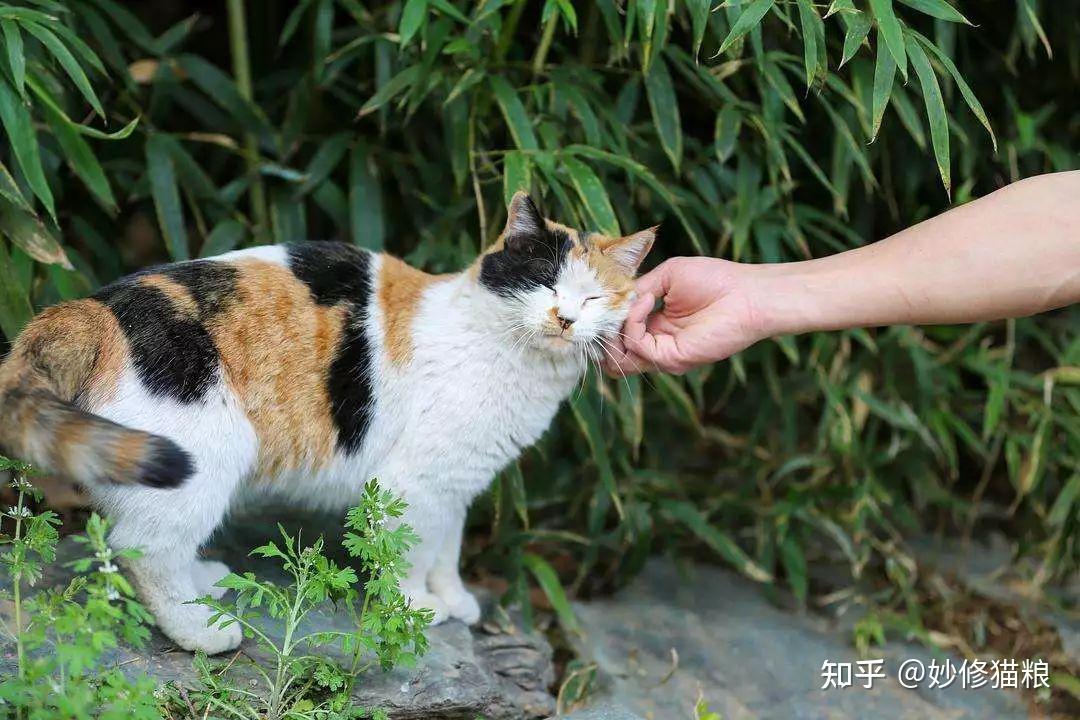 三花猫为什么“遭人嫌”?原因很现实,太扎心了! - 知乎