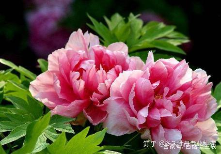 牡丹花施肥特点是什么 怎么施肥 知乎