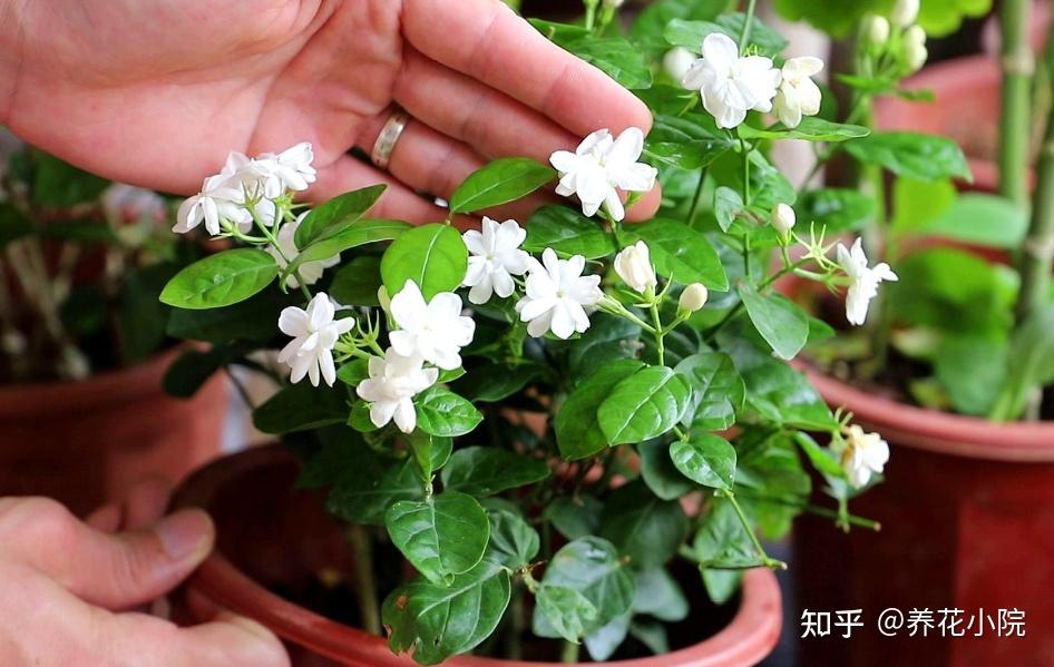 人养花,花也“养人”,6种“健康花”,适合养在室内 - 知乎