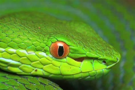 娇弱的绿色精灵翠青蛇简介