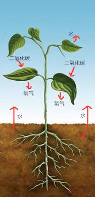 大神常说而新手毫不在意的室内花草绿植养护重点 通风 知乎