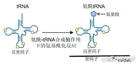 mRNA技术风头正劲,tRNA疗法又来了,这一黑科技将在医药领域掀起怎样的旋风? - 知乎