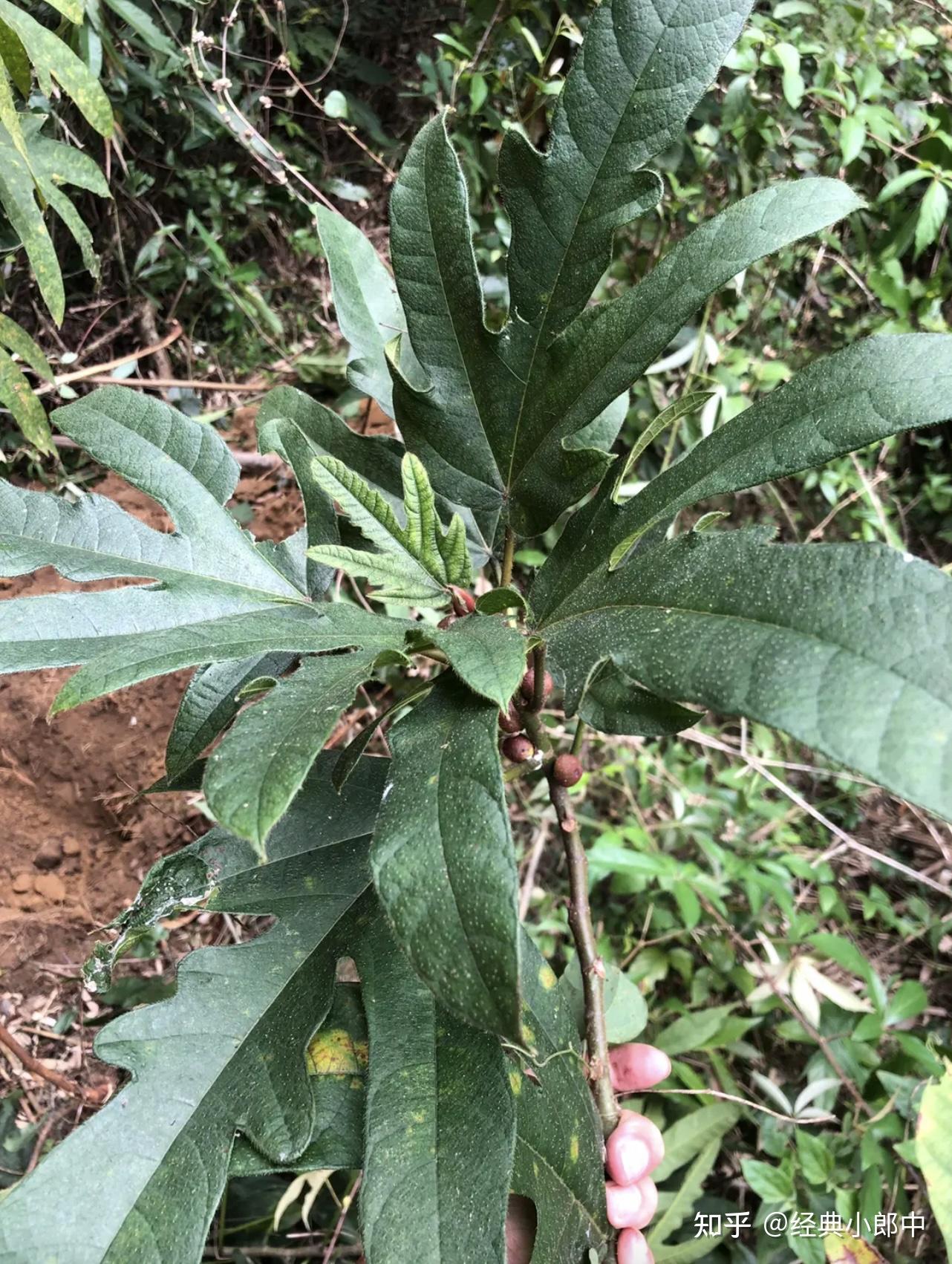 五指毛桃根提取物_植物提取物_产品中心_通圆共和