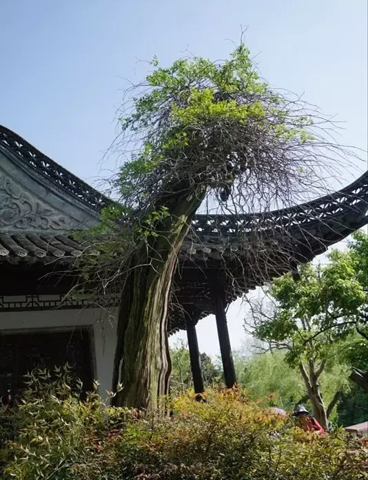 导游说这是盆景,叫作枯木逢春.