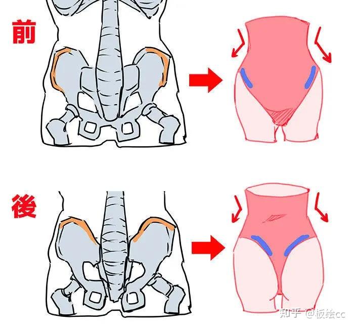 檢查骨骼和肌肉6分畫軀幹