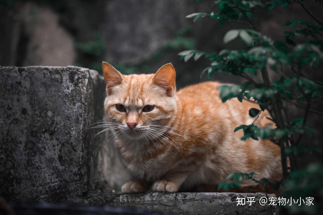 为什么俗话总说“自来猫”养不得?原来有这些讲究 - 知乎