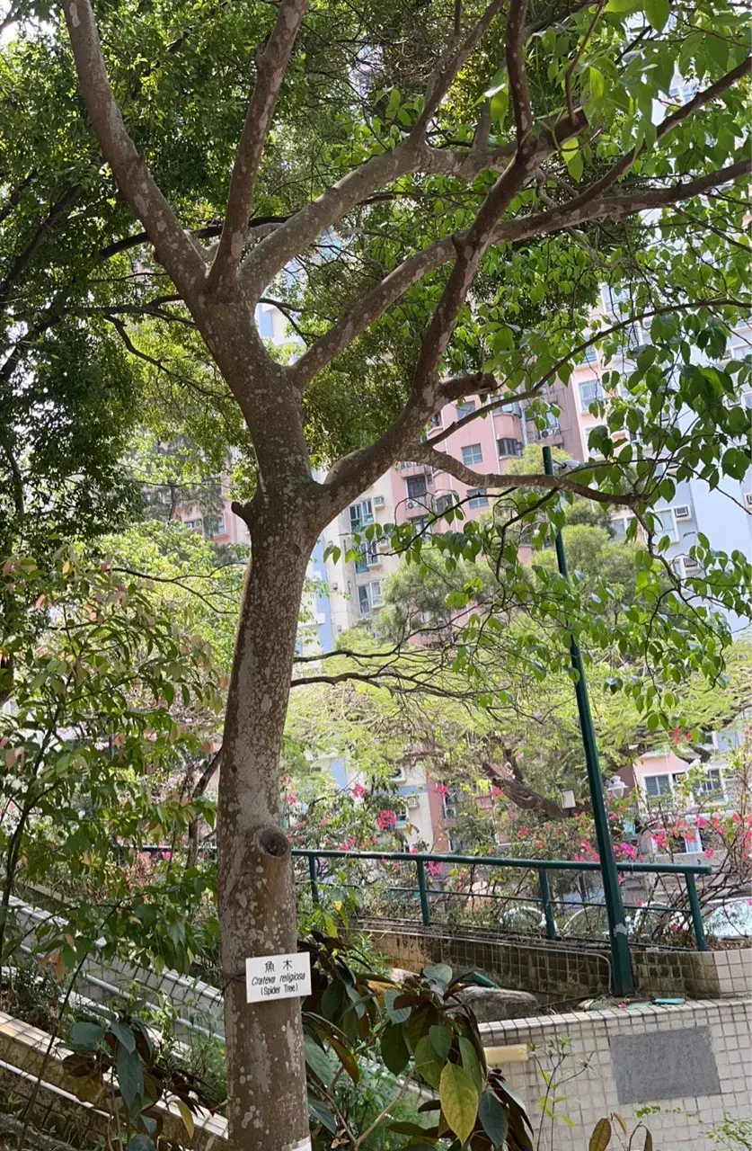 全球生物多样性信息网络(GBIF)发布香港鱼木数据 - 知乎
