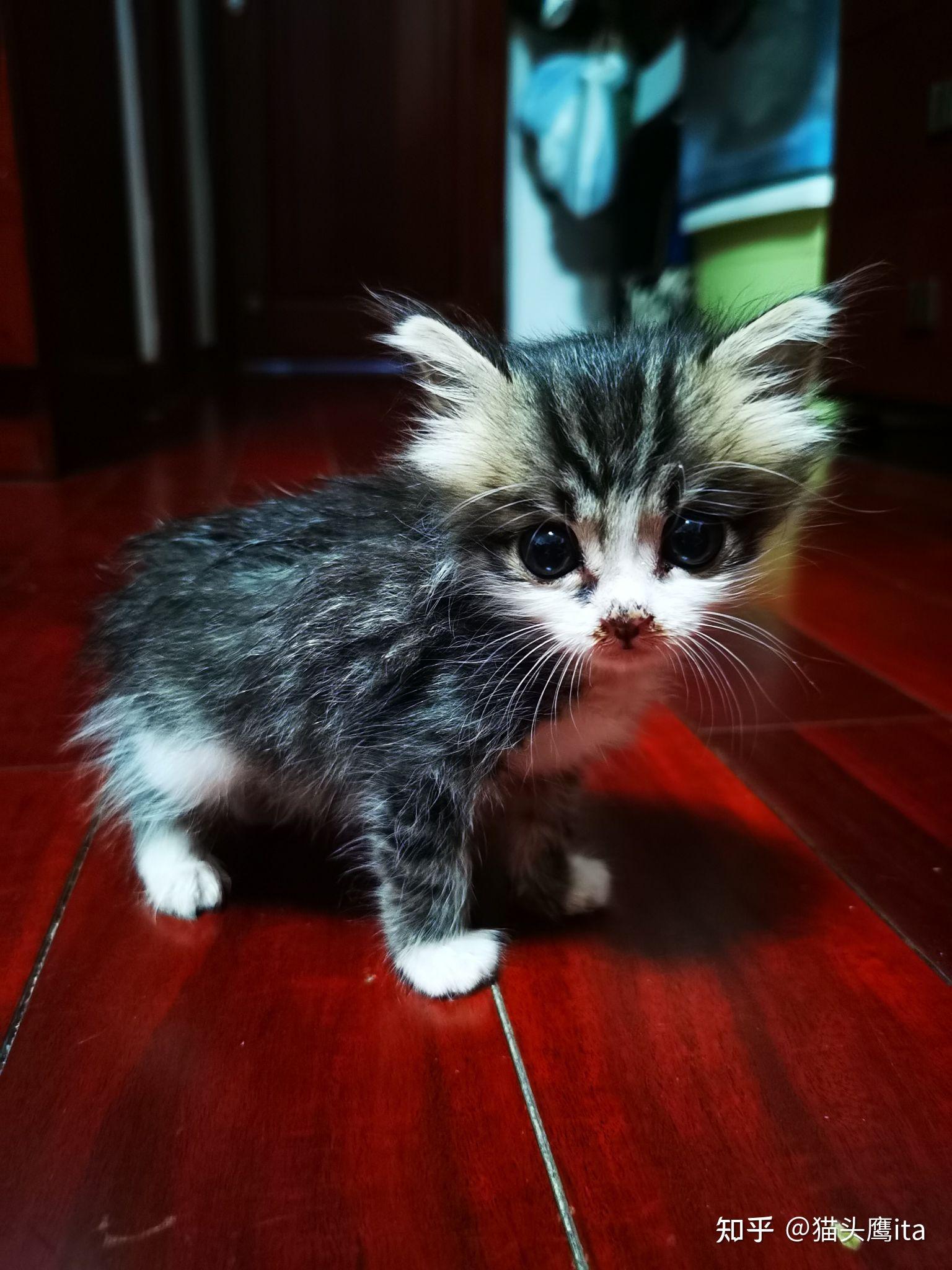 准备满月的小奶猫