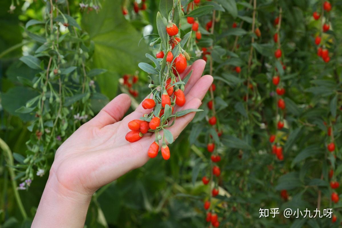v2-25c9f63d6bc4061d4a16ea41132f2d43_r.jpg