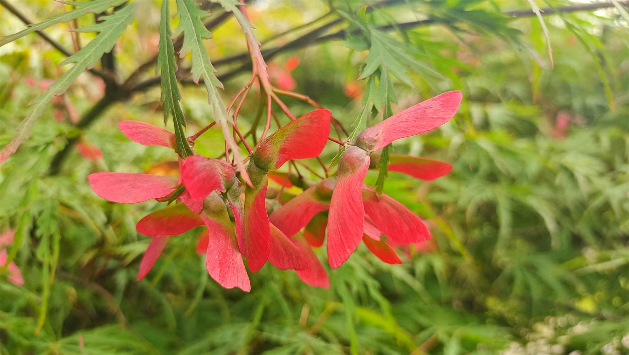 吉安随拍红翅槭上长出红蜻蜓