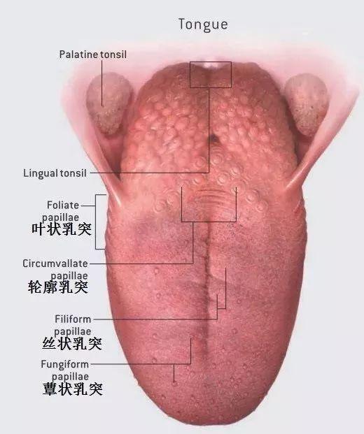 舌尖乳头状瘤图片