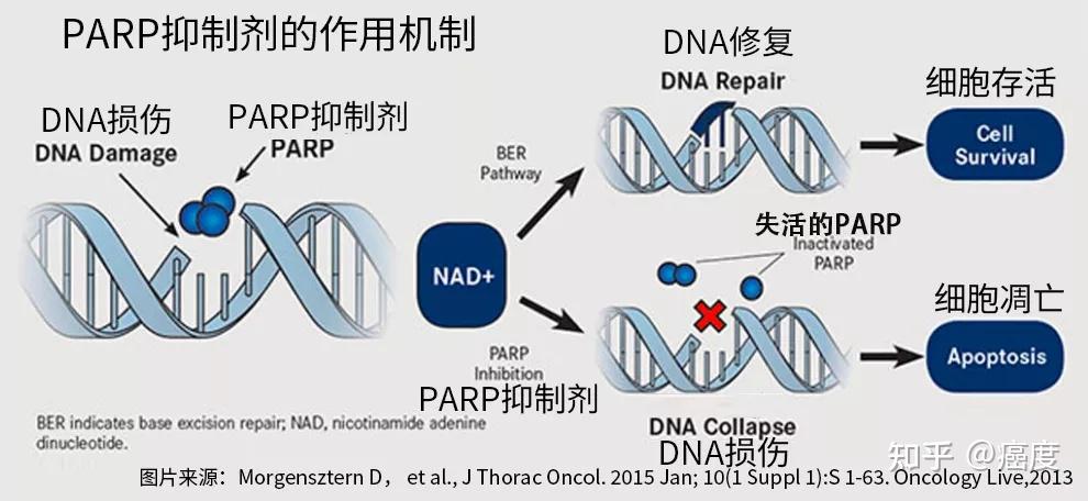 三管齐下治肺癌:parp靶向药  pd-1抑制剂 化疗,有效率创新高 - 知乎
