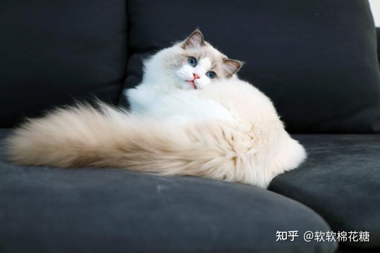 盘点八种"大体型"宠物猫:缅因布偶上榜!大橘:有礼貌但不多!