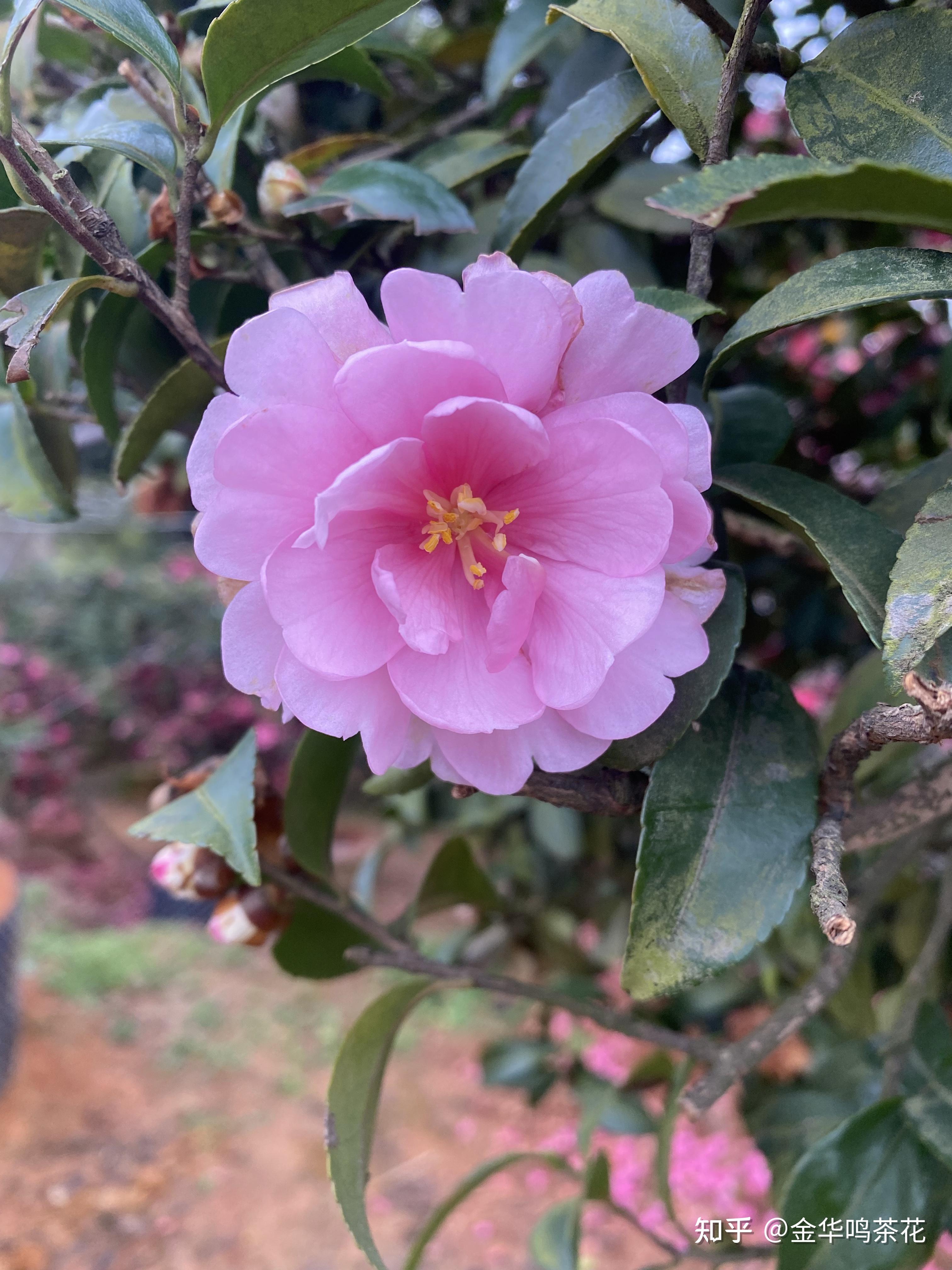 乙女茶梅开花了