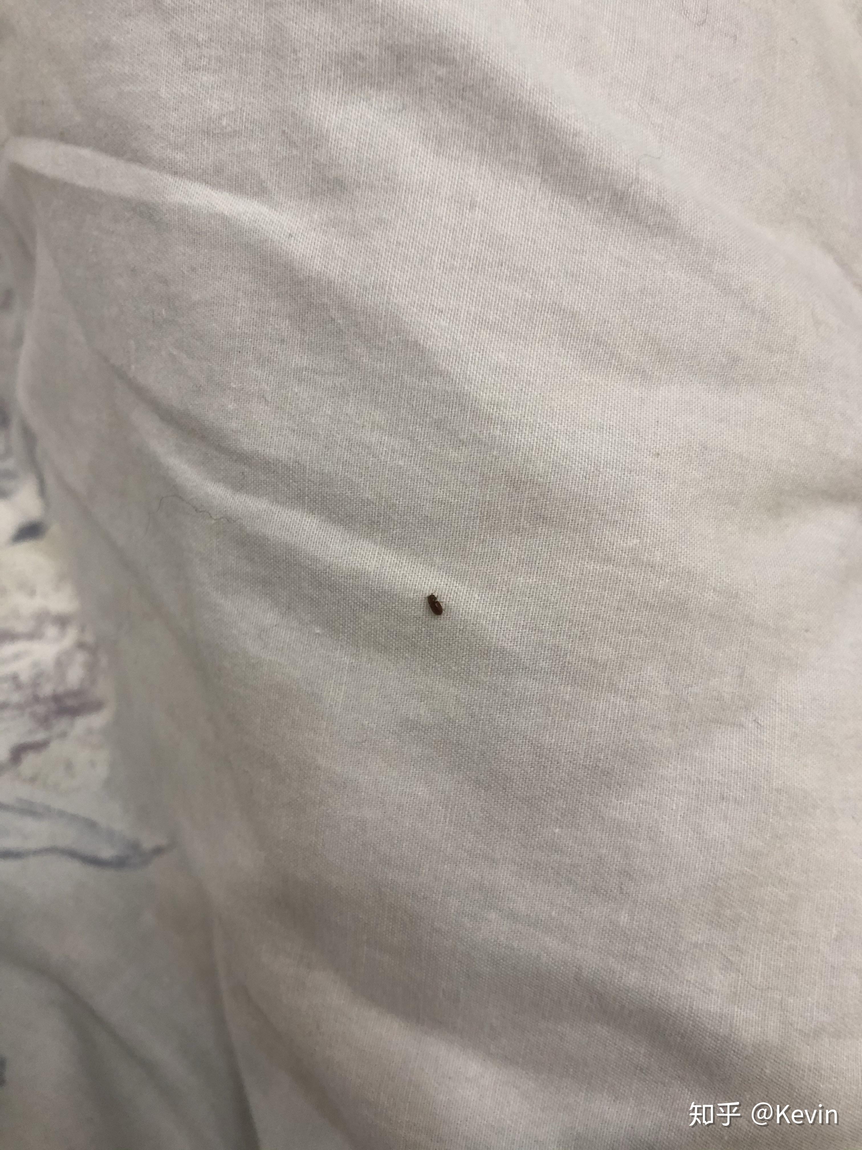 家里卧室突然出现一种红色的小虫子 很小 圆形 爱往墙上 床上 灯附近爬 不知道咬不咬人_百度知道