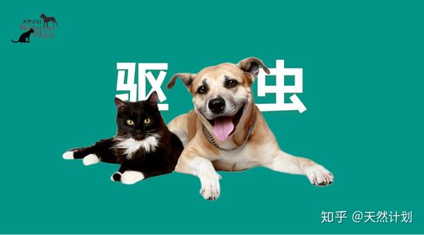 定时驱虫大家都知道 但你重视过心丝虫吗 知乎